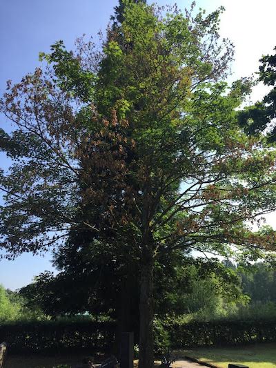 Symbol Natur Ahornbaum Sommer