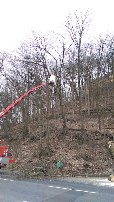 20181109 Baumpflegearbeiten Montabaur