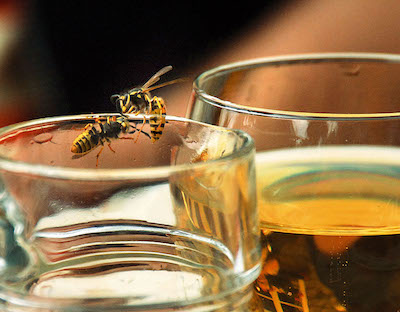 Symbol Natur Wespen Bierglas